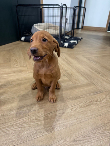1 Boy Left Ready to Leave - Labrador puppies