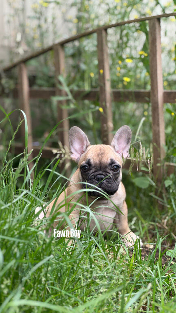 REDUCRD PRICE FOR WEEKEND KC French Bulldog Puppies Lilac, Black Tan, Fawn