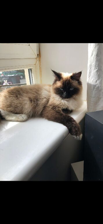Male ragdoll kitten