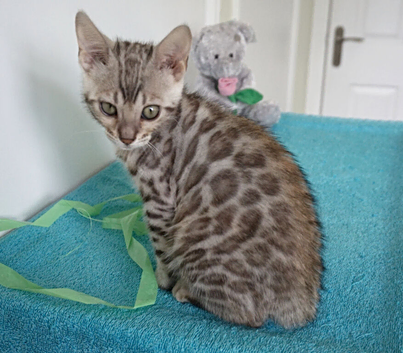 Ready Now Bengal Girl Kitten
