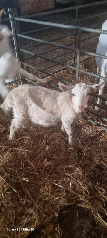 Female saanen x golden Guernsey