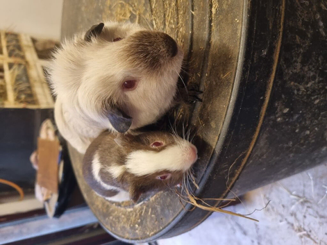 2 bonded boys