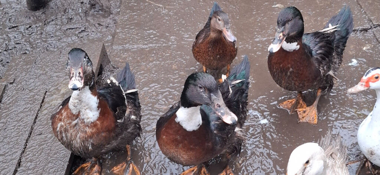 4 muscovy cross ducks free.