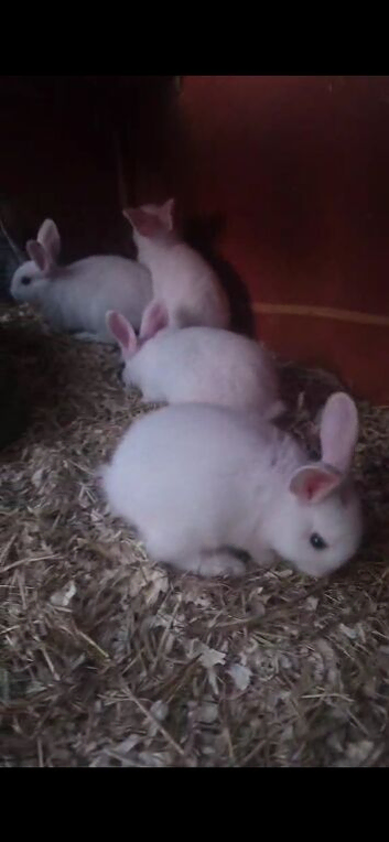 4 Baby bunnys