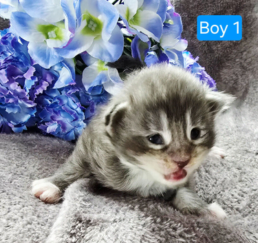 Kittens ready 17/10/26