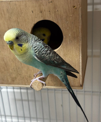 Pair of budgies blackwing and rainbow