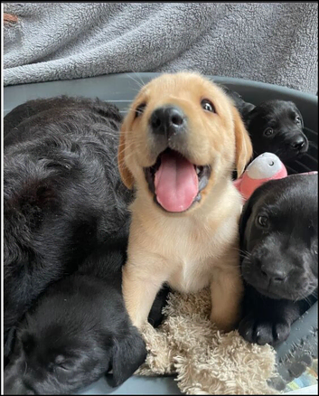 Black and white  kc registered 2 boys 4 Girls