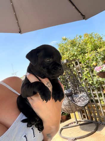 Champion bloodline kc Staffordshire bullterrier puppies