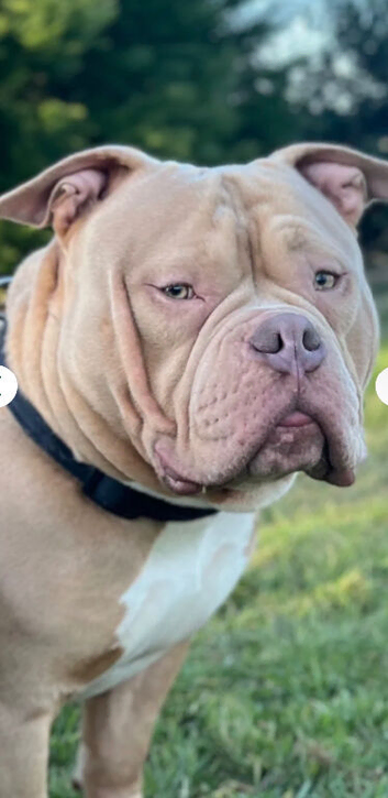 American Pocket bully