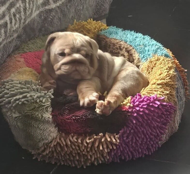 Merle puppys