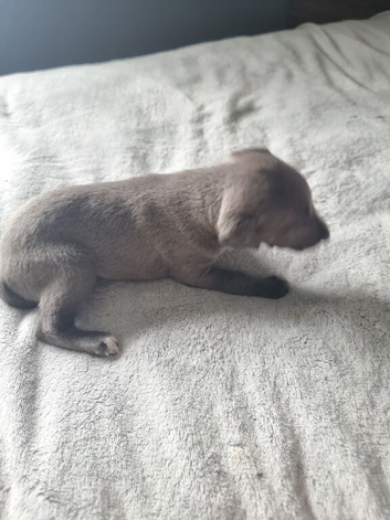 Blue Whippet Puppy's for sale
