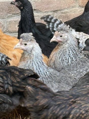 Crested Cream Leg Bar
