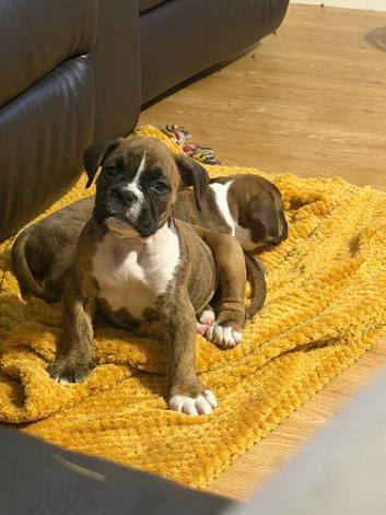 Boxer x old tyme bulldog