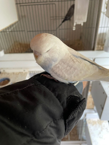 Budgies straight from the nest