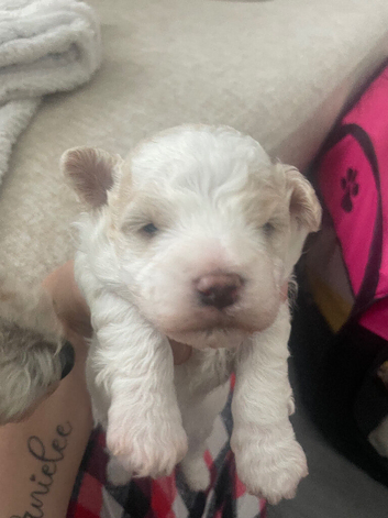 3 gorgeous bichon pups for sale