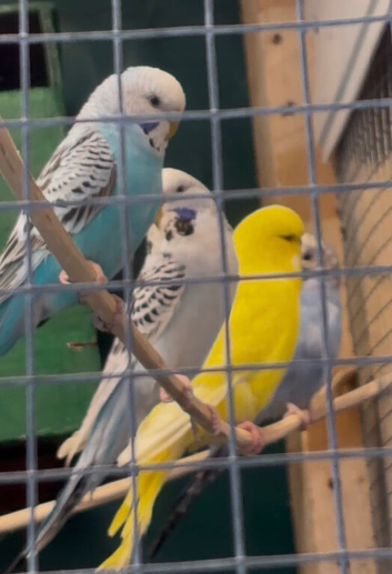 Mixed birds budgies zebras bengalese