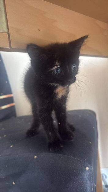 Kitten for sale &pound;50