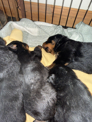Gorgeous Rottweiler puppies