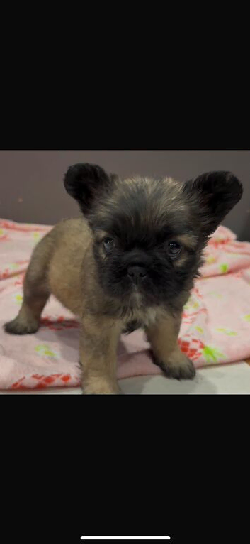 C2 FLUFFY French bulldogs READY NOW