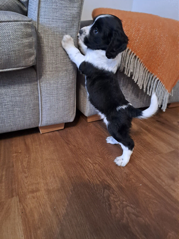 beautiful, chunky playful sprocker F1