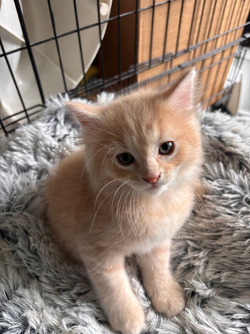 Ginger boy