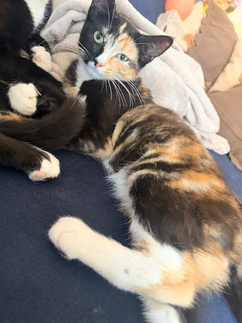 Calico girl about 5 months old