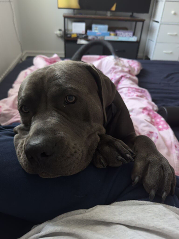 Goofy, loving Cane Corso looking for a new home