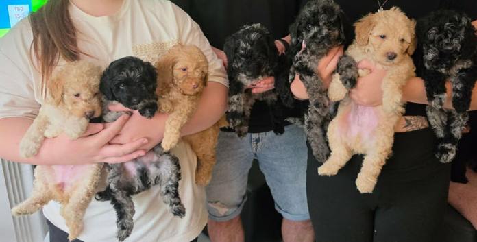Cockapoo puppies