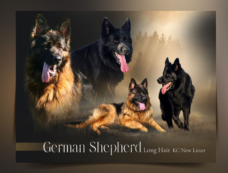 German Shepherd Long Hair  Black Puppies