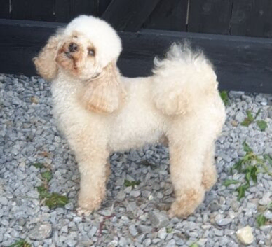 Proven toy poodle stud