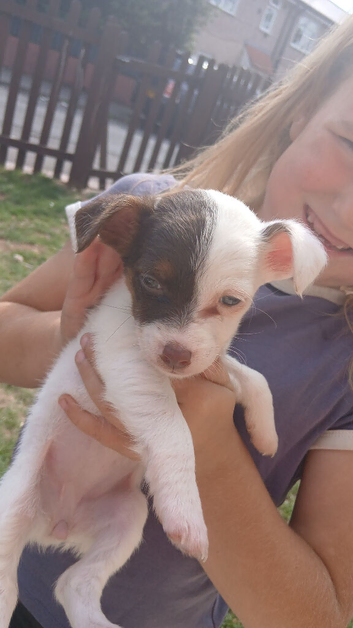 7 week old jack russell