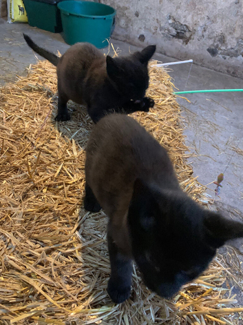 Pair of very loving and well trained farm kittens