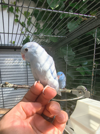 Young Celestial Parrotlets &ndash; 5 Weeks Old (Handled Daily & Great Potential)