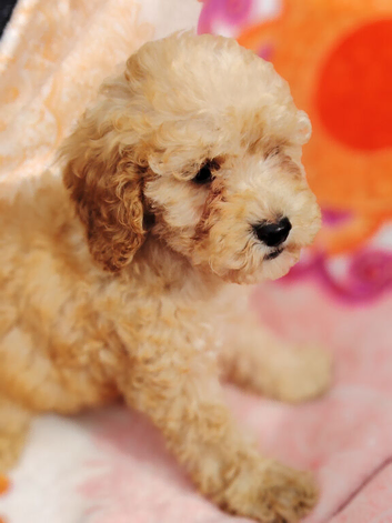 1 beautiful girl left Miniature cockapoo puppies