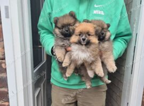 3 beautiful pom boys