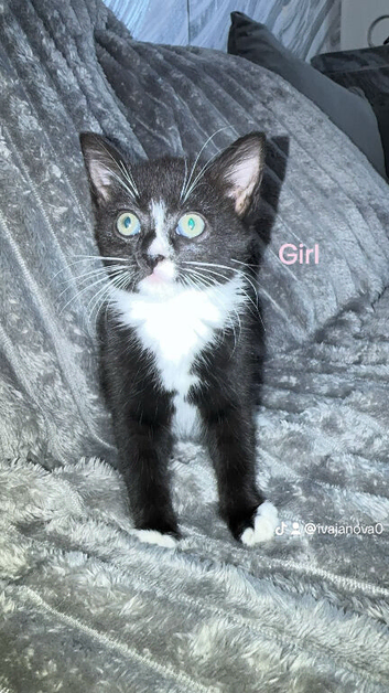 Kittens