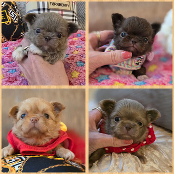 Xx stunning chihuahua longcoat puppies Xx