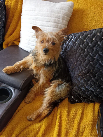 Yorkshire terrier cross dashound cross jack russel