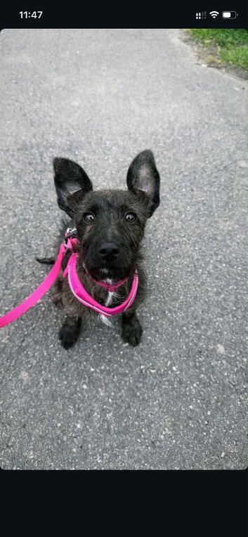 Little miss penny