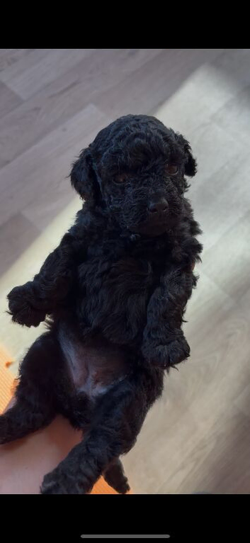 Stunning Maltipoo puppies
