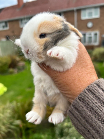 READY TO RESERVE Stunning Mini Lop Bunnies