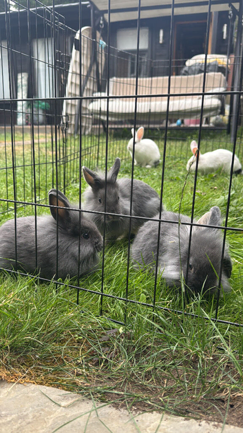 Beautiful baby bunnies for sale