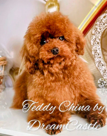 Asian Toy Poodle x Mini-Wire dachshund puppies