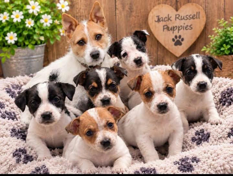 Litter of Jack Russell's pups