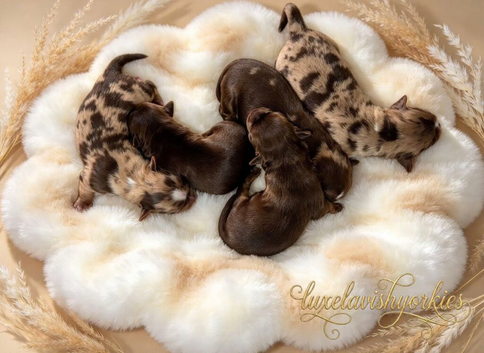 Beautiful Choco & Choco Merle Puppies Available