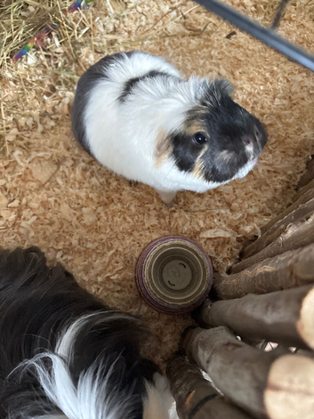 Pair of male guinea pigs