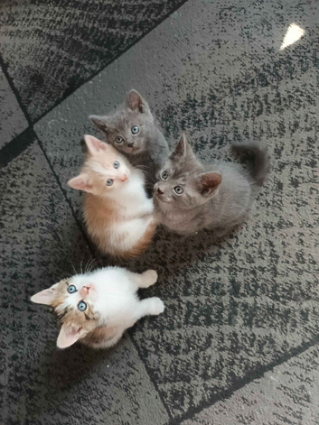Last girl left Calico kitten Female