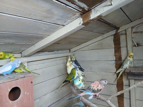 Selling up, various birds