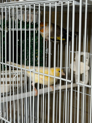Siberian goldfinch Beautiful muling pair