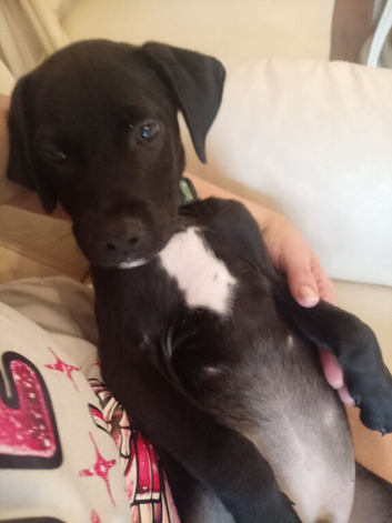 Beautiful 8 week old male Springer cross frenchie pup